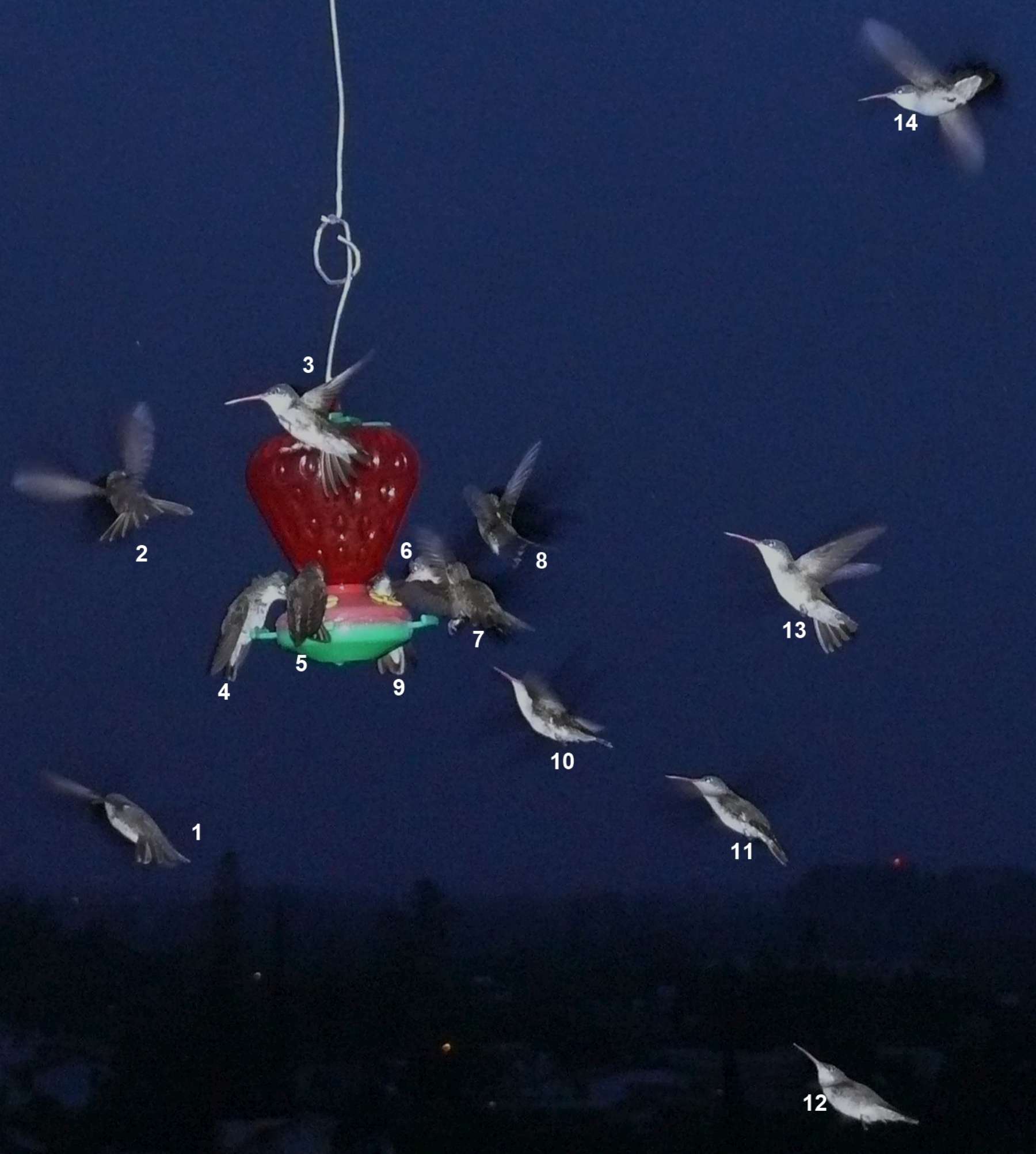 Hummingbird Count.jpg